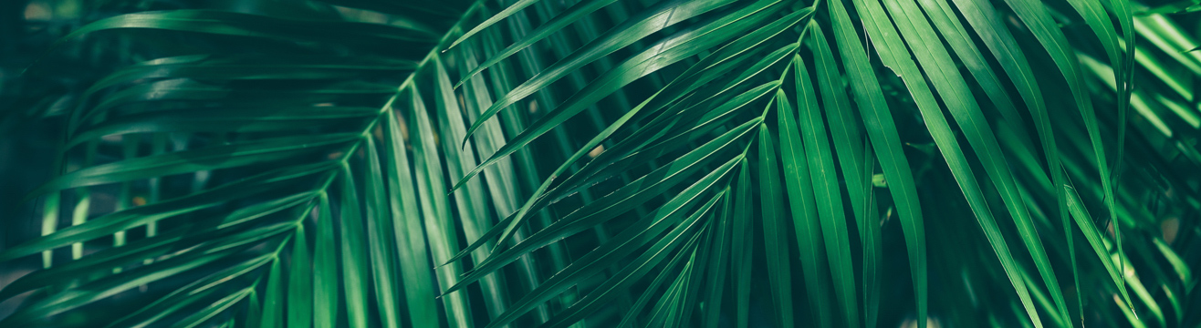 Palms Image